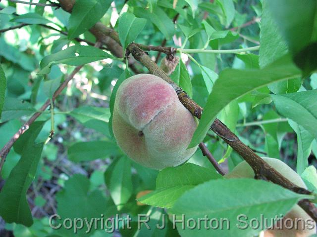 Doughnut peach